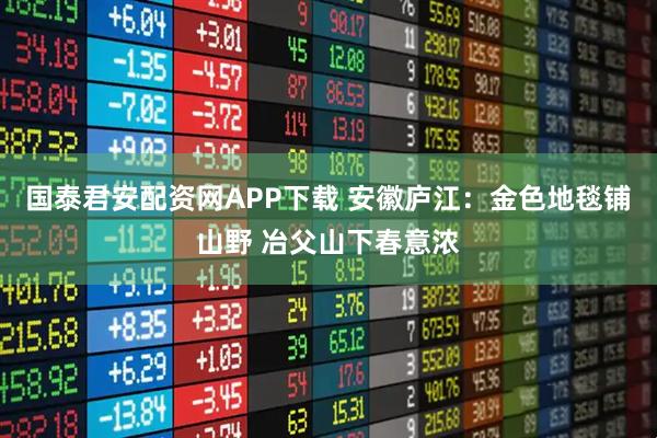 国泰君安配资网APP下载 安徽庐江：金色地毯铺山野 冶父山下春意浓